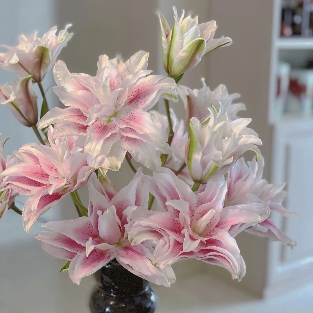 【伊莎贝拉】香水百合东北鲜花基地直发顺丰包邮办公室简单养护鲜花