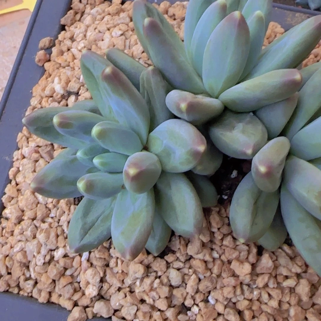 ?****多肉植物多肉植物