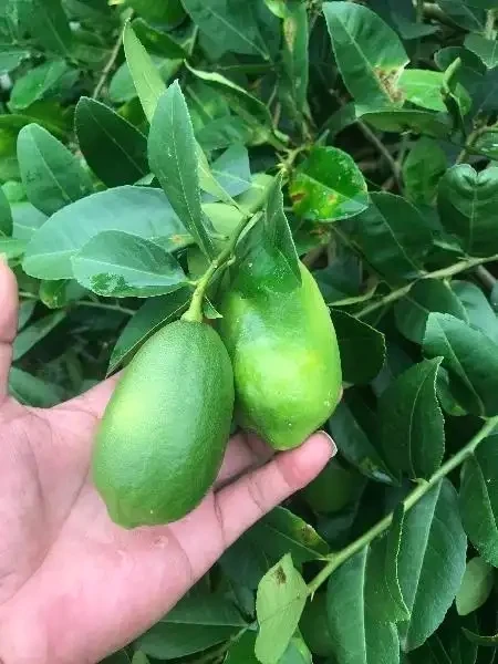 春节期间顺丰邮费补差价，香水柠檬多汁新鲜水果奶茶店精选