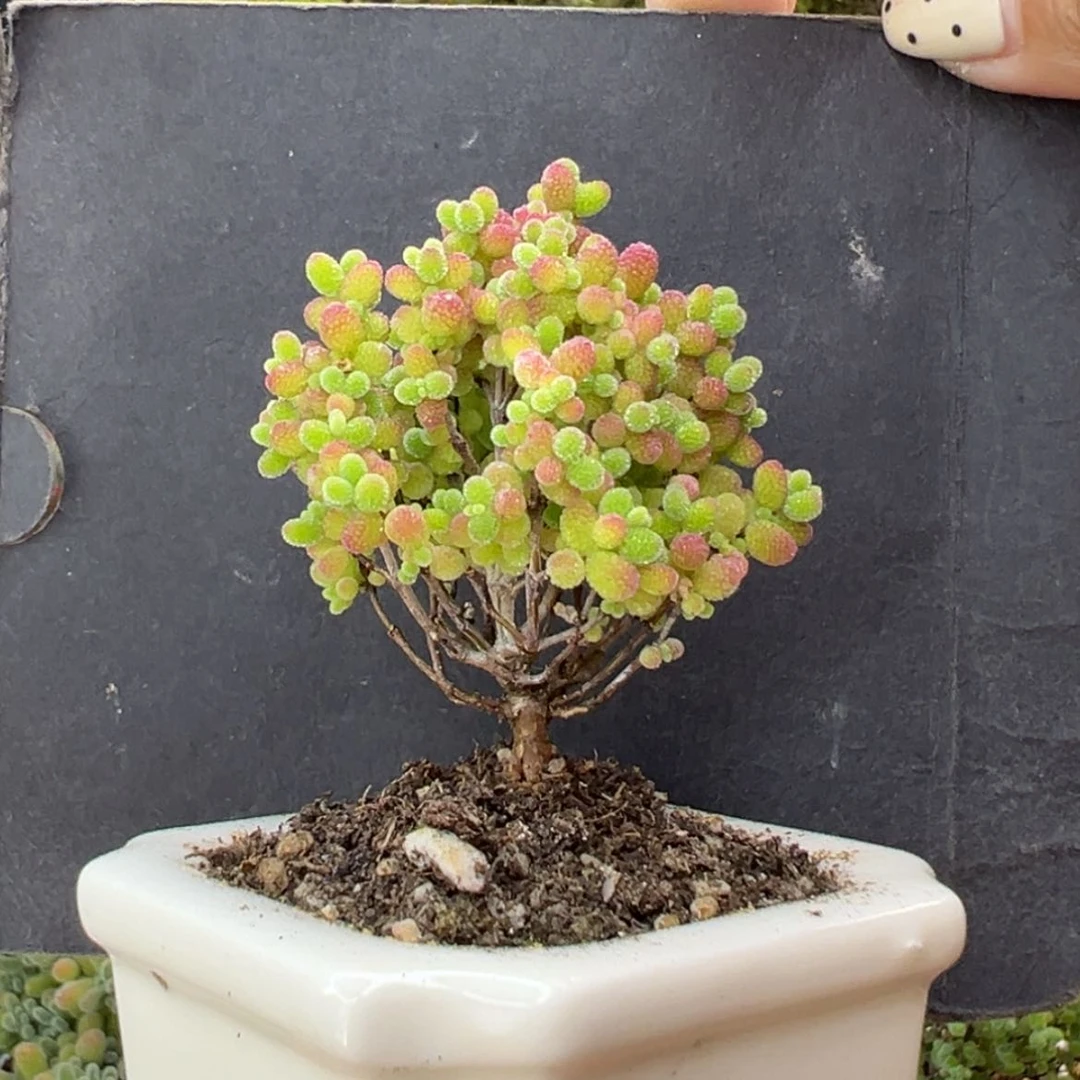 【闪购商品】dy6645精控蜜橘糖球冠幅4cm