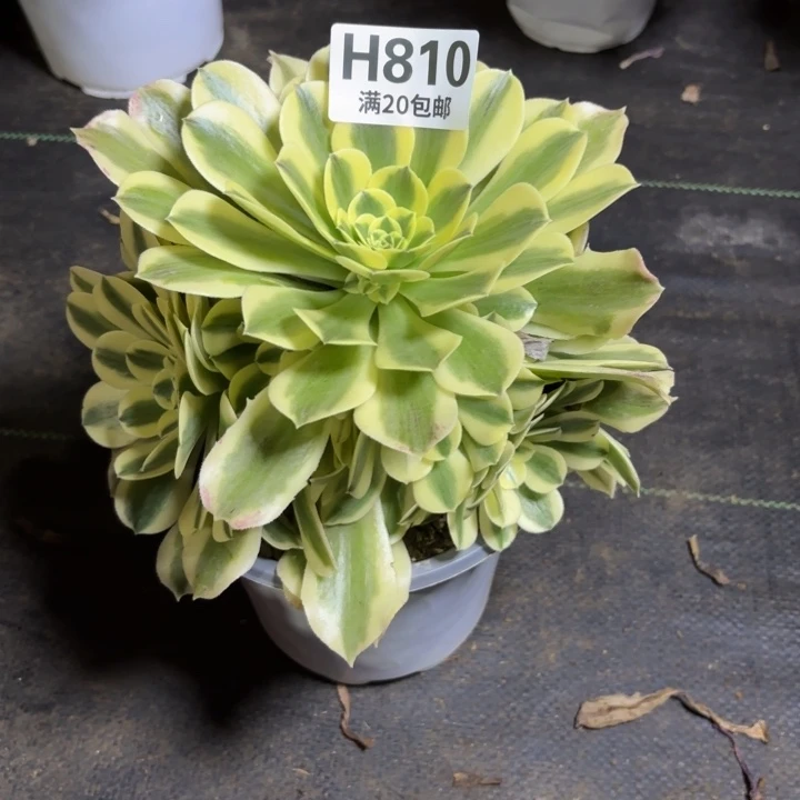 瑞妈多肉园艺810