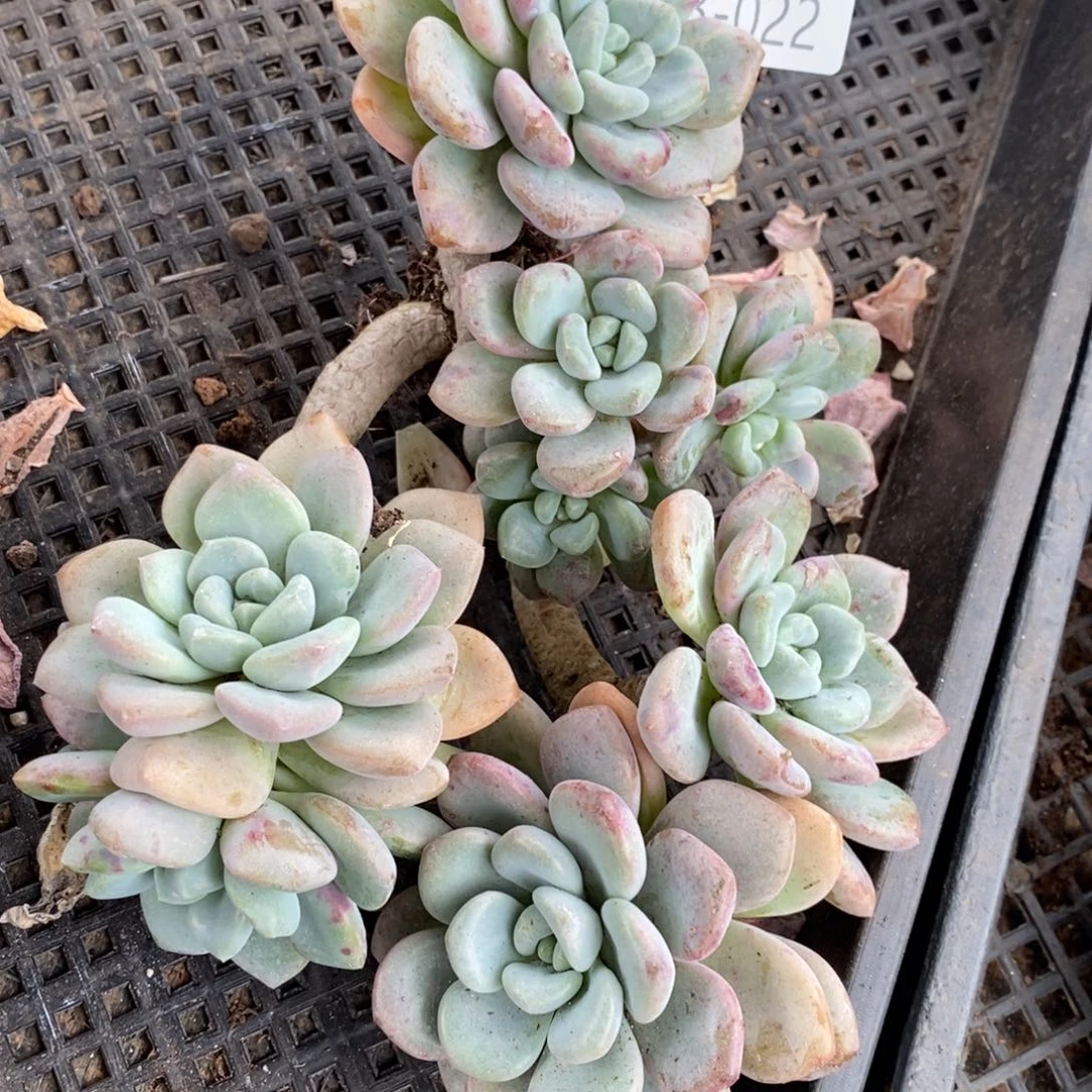 勿秒拍秒退 923-22白鹭