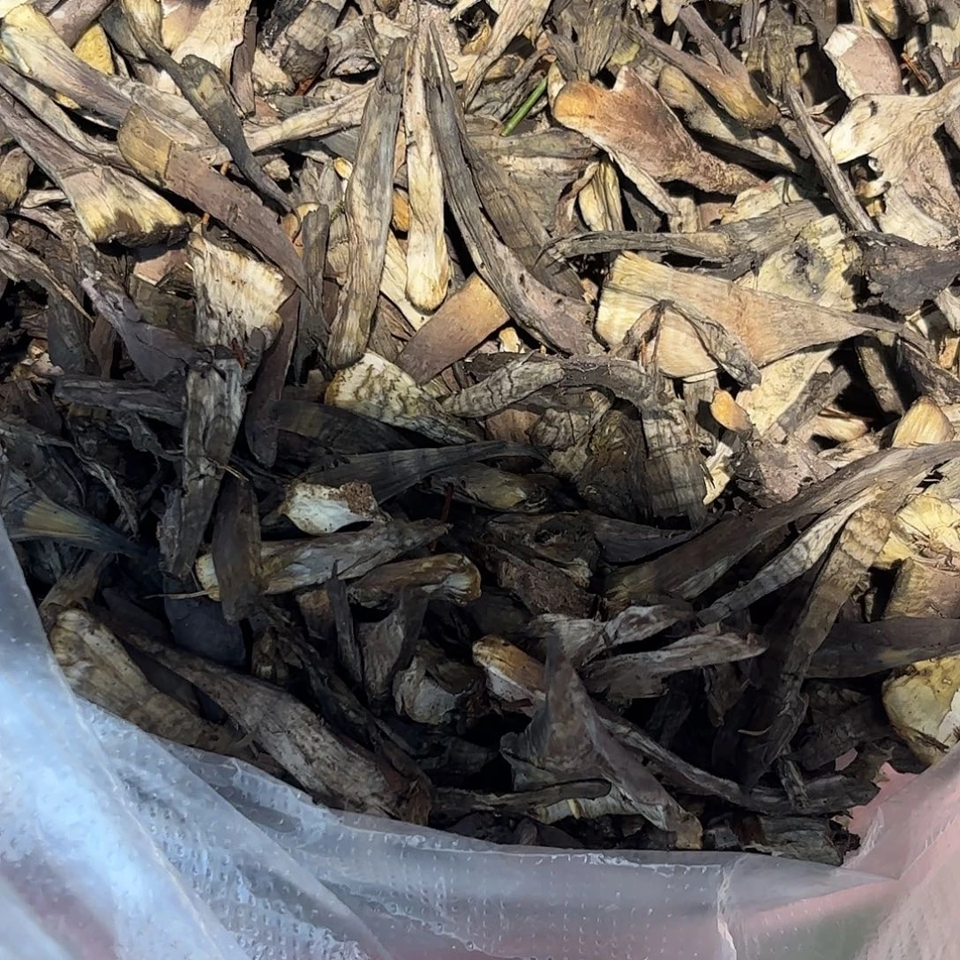 小***犟云南南华野生菌中国大陆