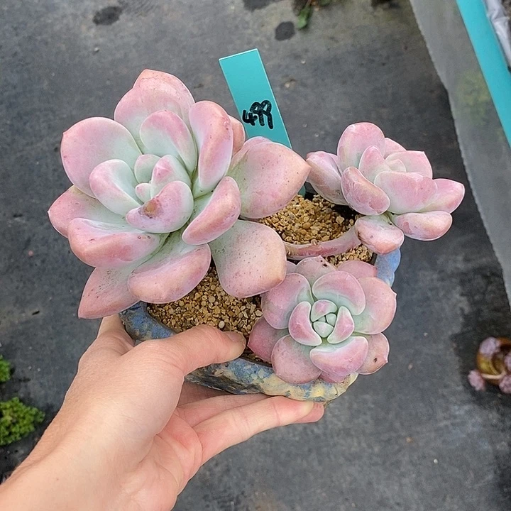 499多肉植物老桩