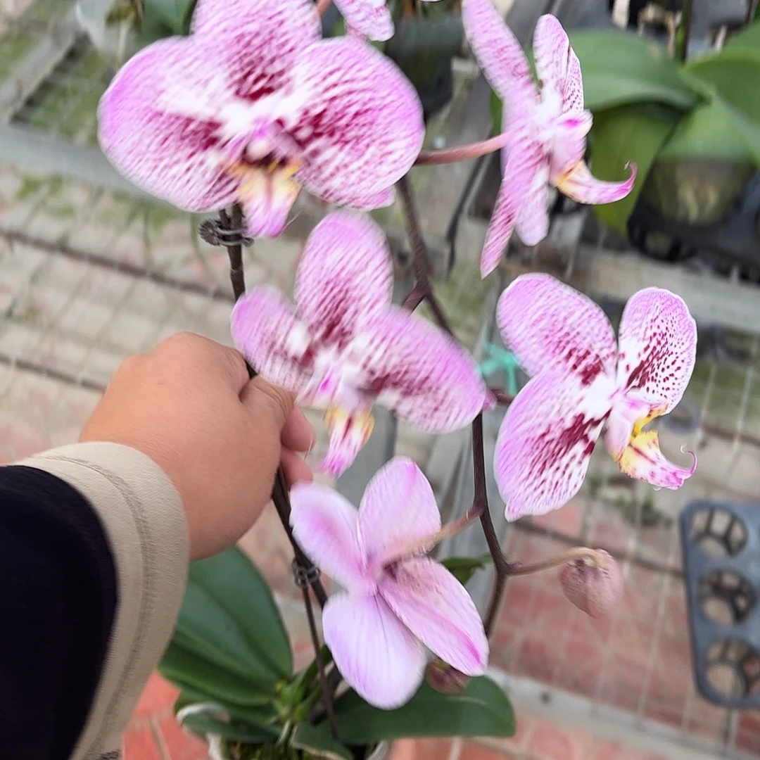大部分开放少量花苞安道尔到手两颗
