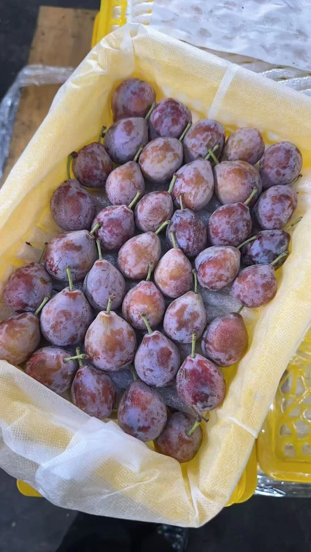 新疆伽师法兰西 老树西梅 当季限定大果 礼盒装2斤,4斤净重