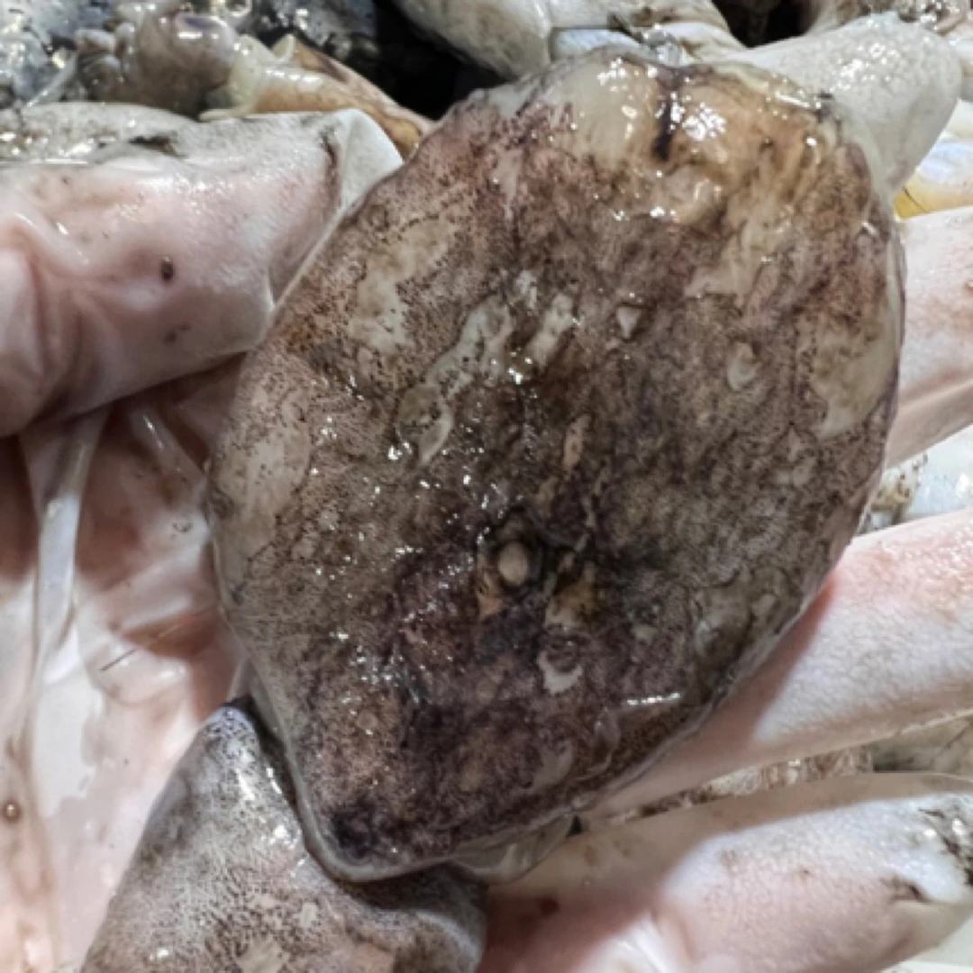 新鲜海捕目鱼墨鱼仔 舟山码头直发15只左右/斤