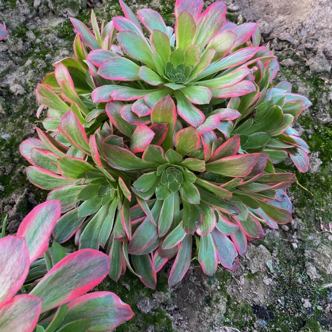 女妖多肉植物捧花植物