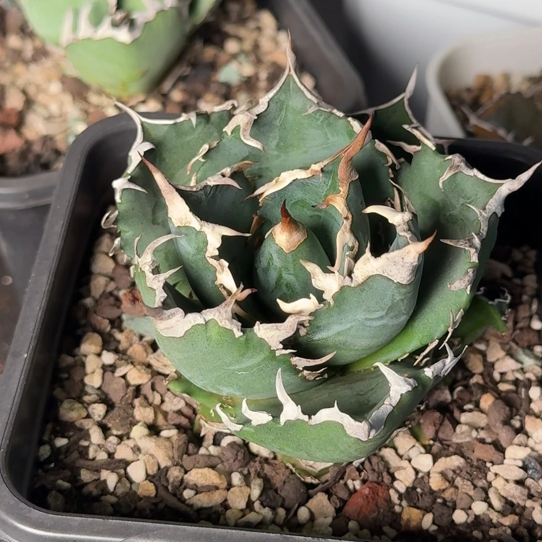 无花朵龙舌兰任王冠夕映