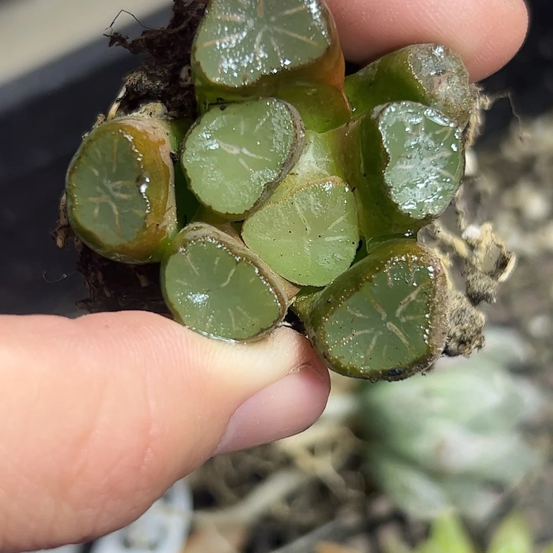翠万象十二卷多肉植物满足