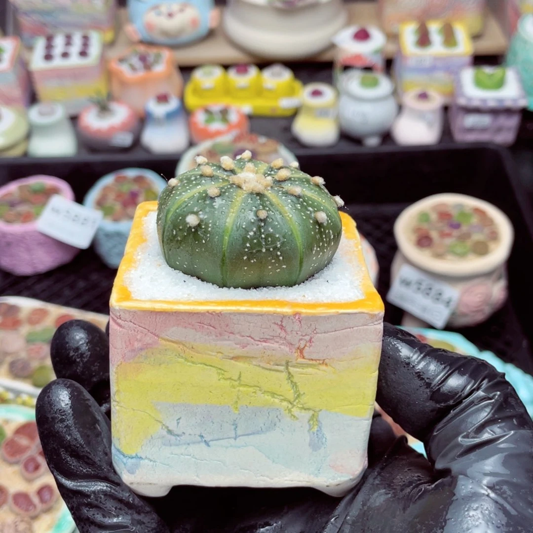 w5892--带盆土发货