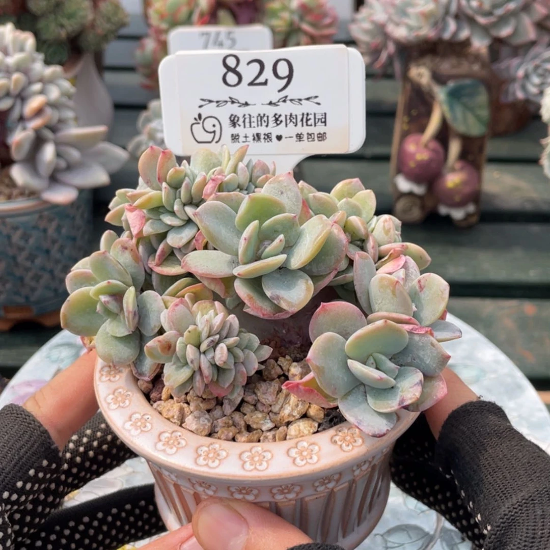 【闪购商品】白凤829