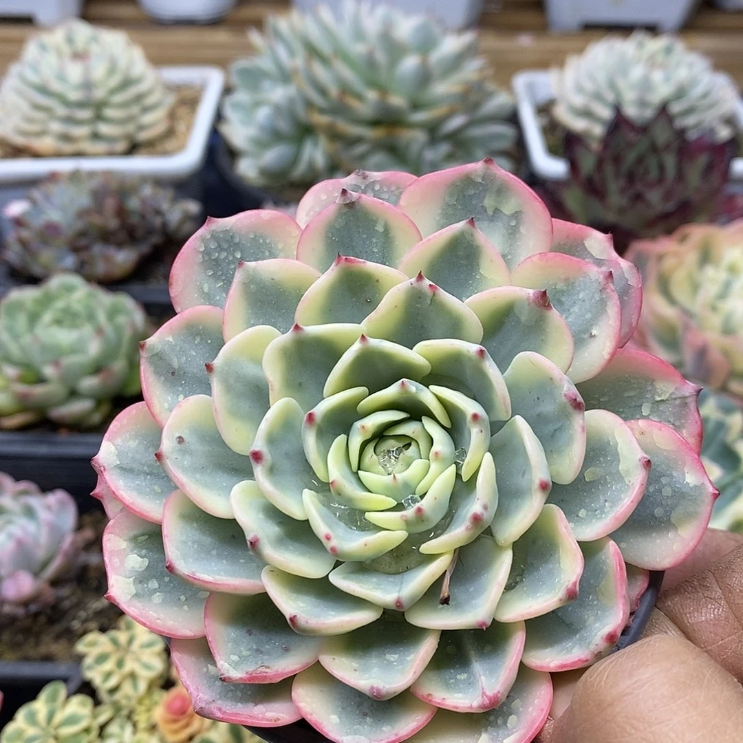 12139 娜娜小勾覆轮锦 需延时发货