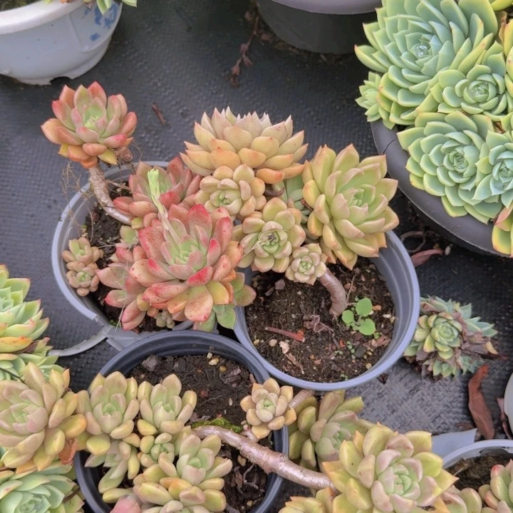 璀璨小老桩三盆露养