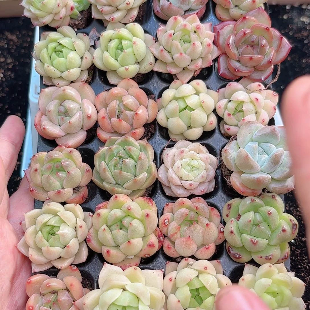 如图品质20颗 新疆西藏内蒙不发货