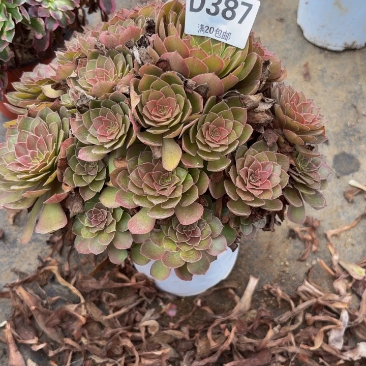 瑞妈多肉园艺387。桃花石