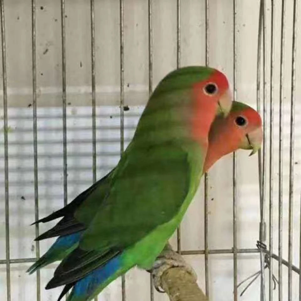 牡丹鹦鹉活体观赏宠物鸟幼鸟多色可选