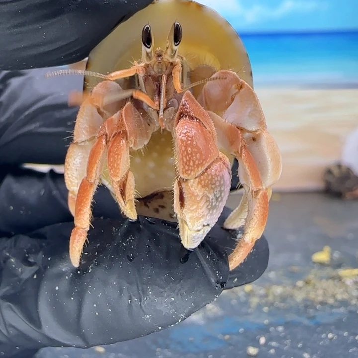 A44-1.5口橘色灰白