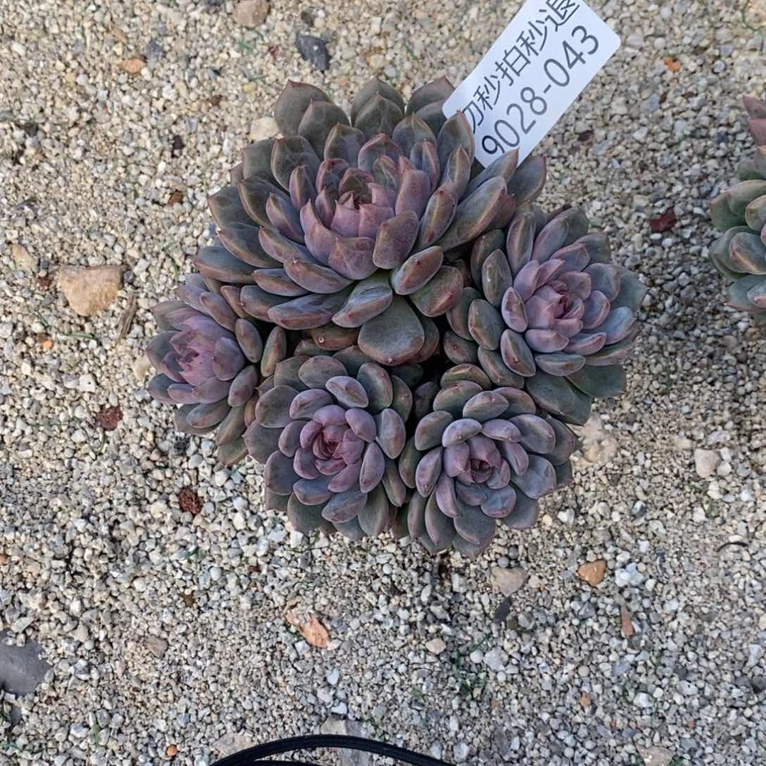 勿秒拍秒退 9028-43黑曼巴