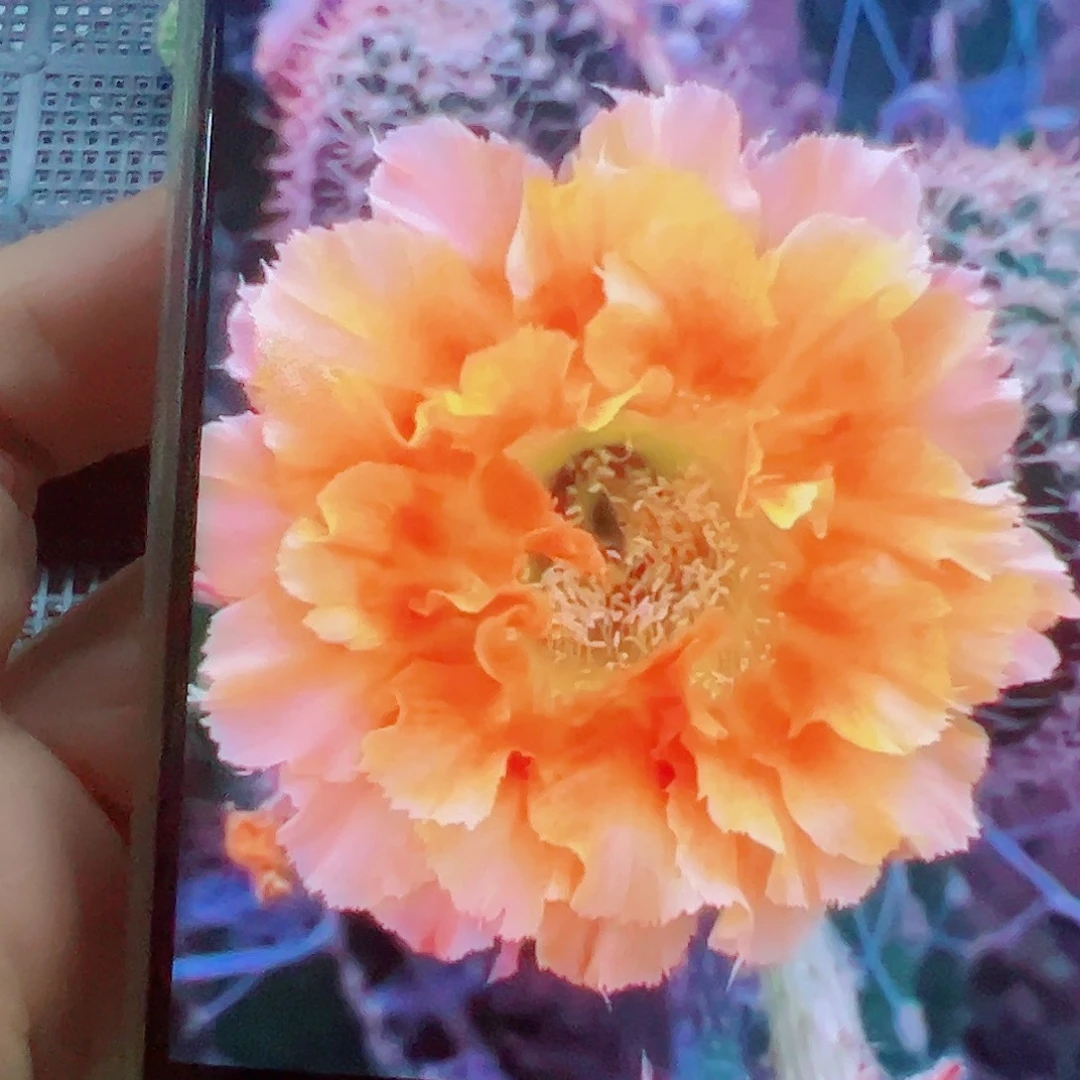 彩草069侧芽 20 包邮