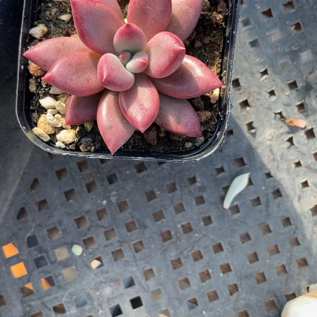 905赫菲多肉植物多破了
