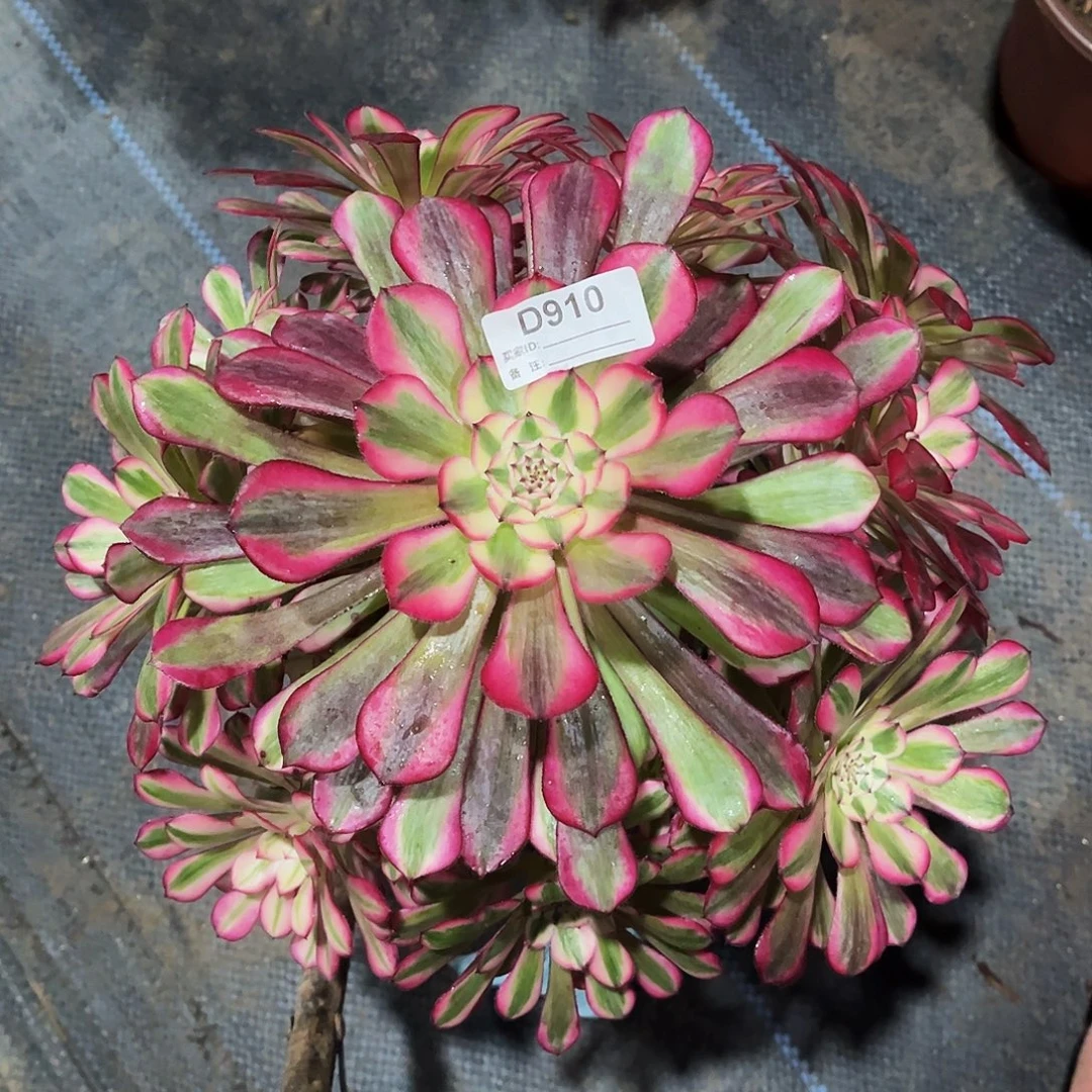 完全开放多肉植物910红铜白