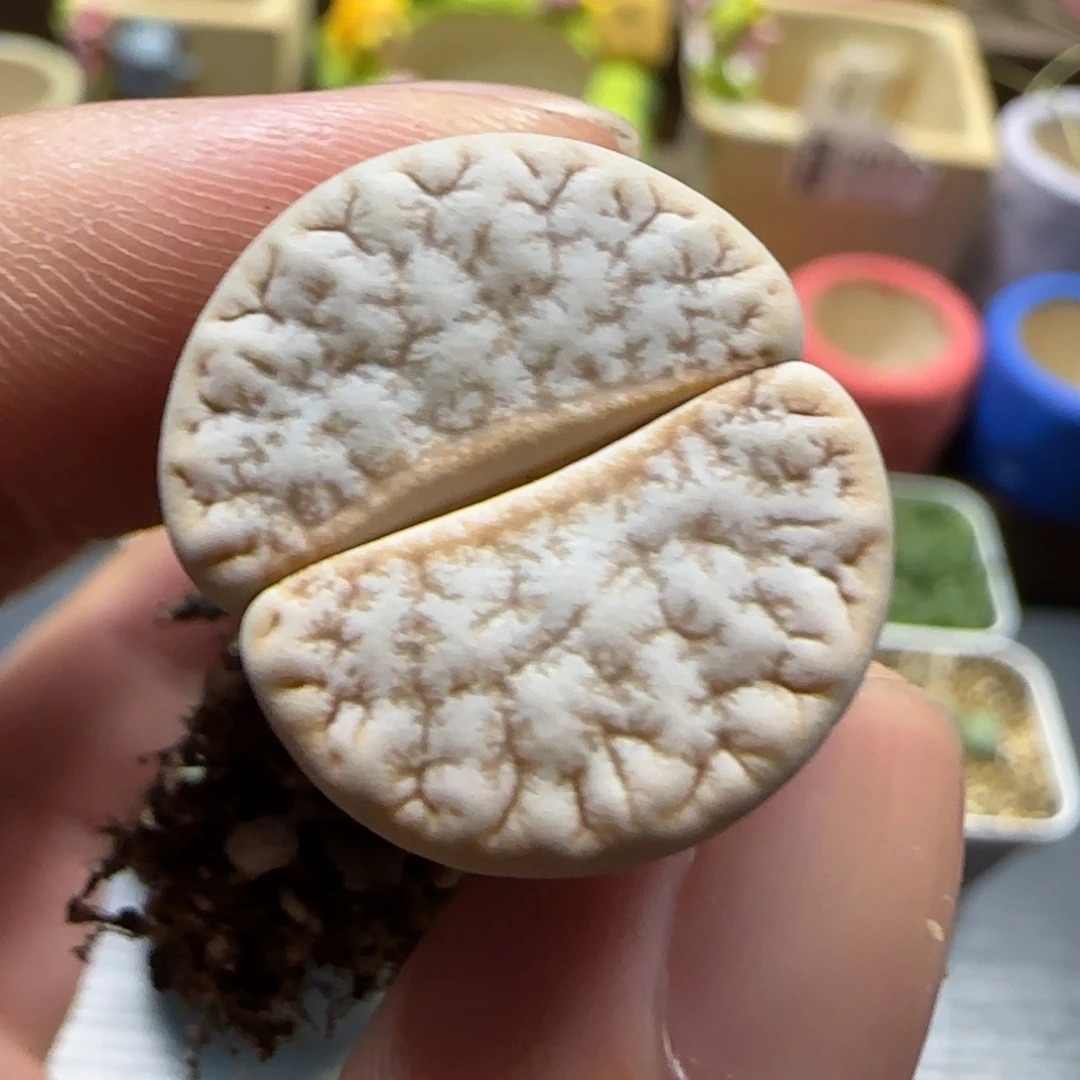 9.17。  309拿铁化。  2041