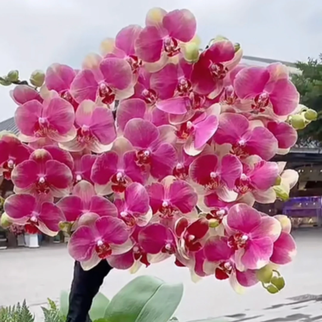 贵族品种 【多彩蜜桃】蝴蝶兰 爆花爆花 神仙颜值稀少  带花剑