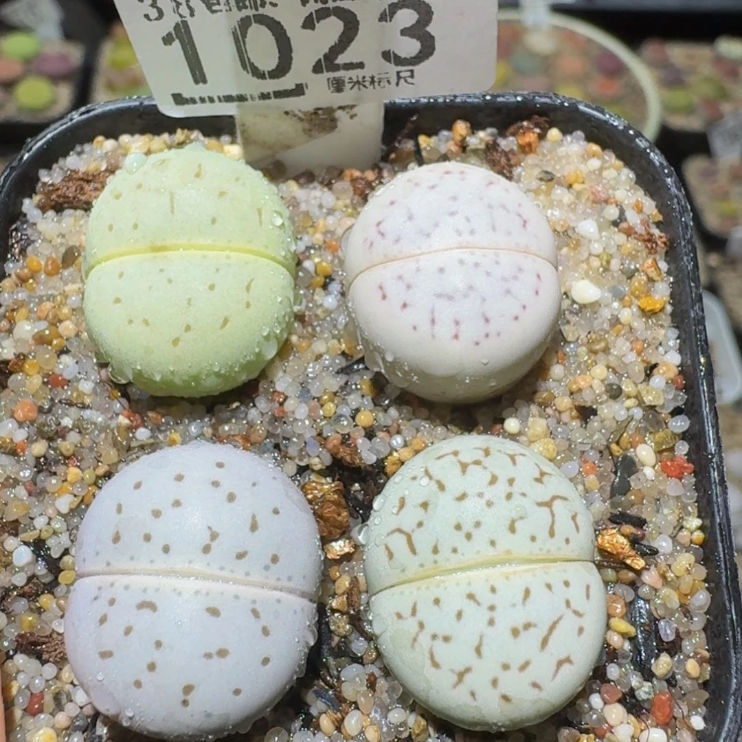 Ssss精品生石花1023