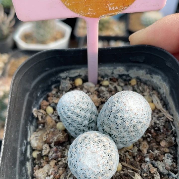 实生白鸟30150000000