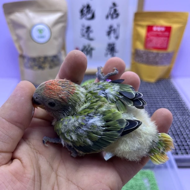 精品红头绿闪母L35365-桃面鹦鹉
