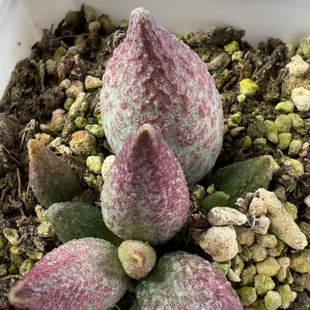 实生底叶苗纹路款多肉植物水泡