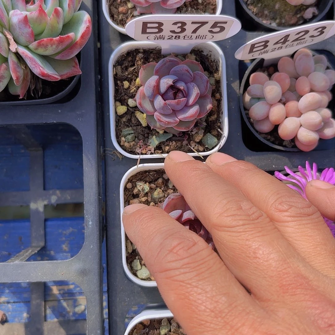 B375黑橙一物一拍