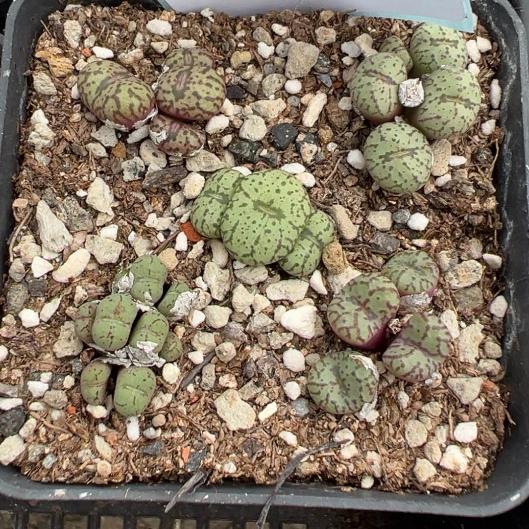15-45肉锥多肉植物