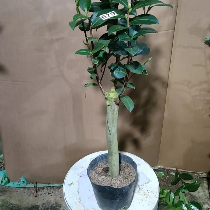 679斑水屋，原盆原土发货，不包邮