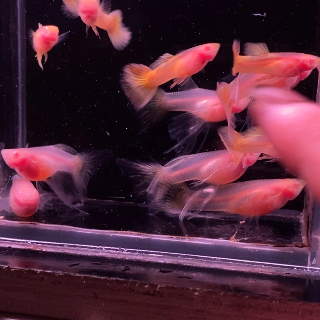 大***娃孔雀鱼玻璃体五对