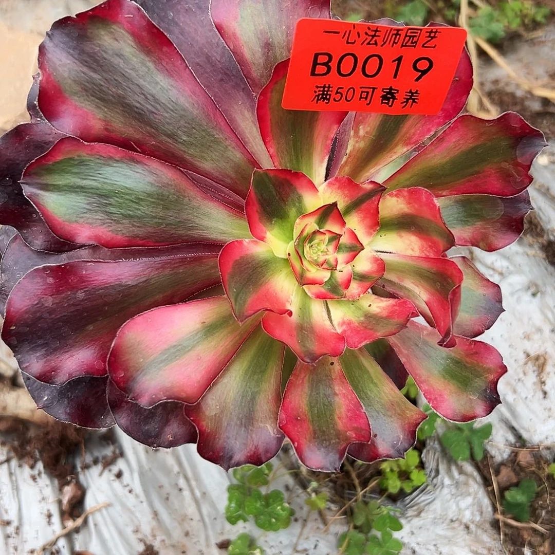 0019多肉植物乌毒白