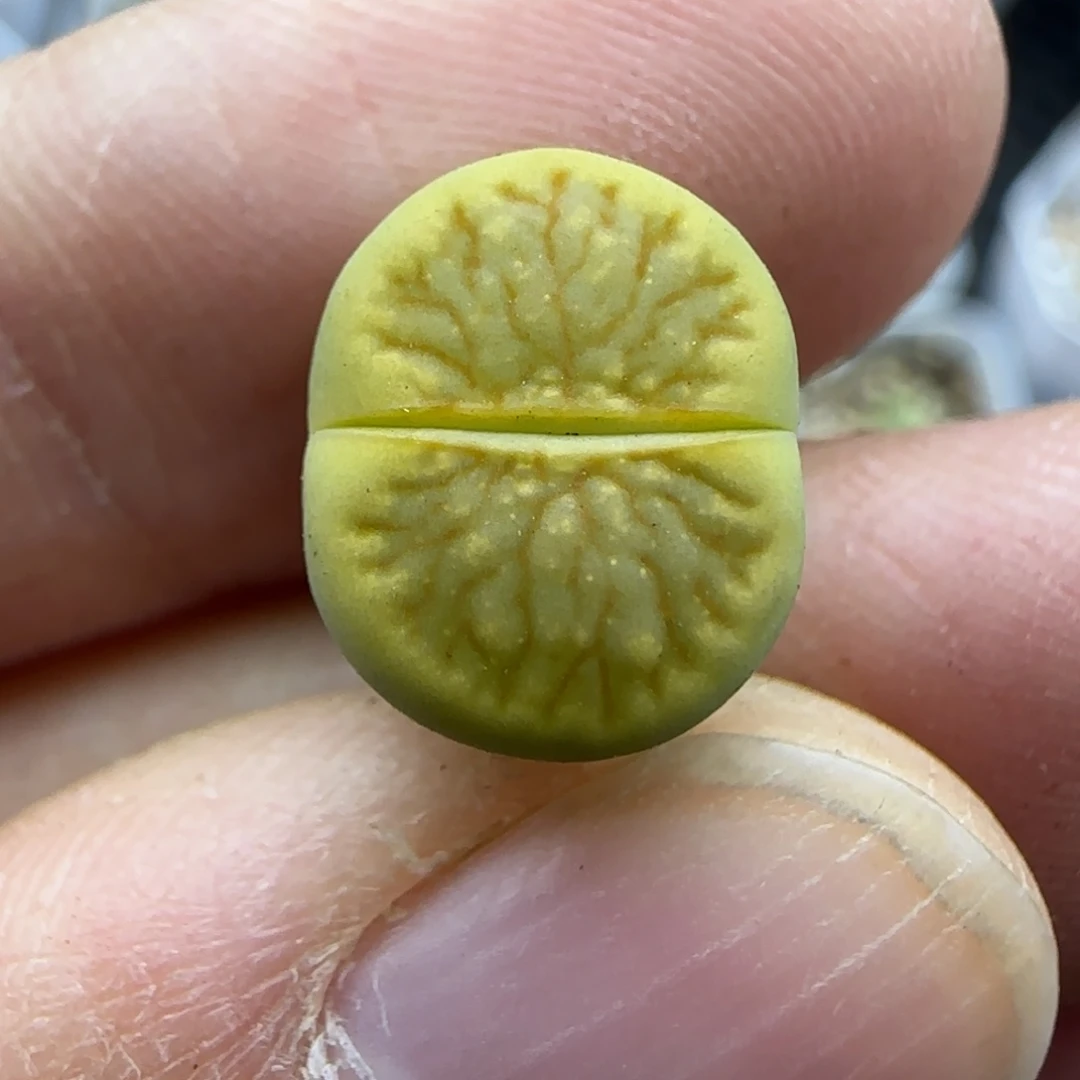 479绿菊清框福利30包邮