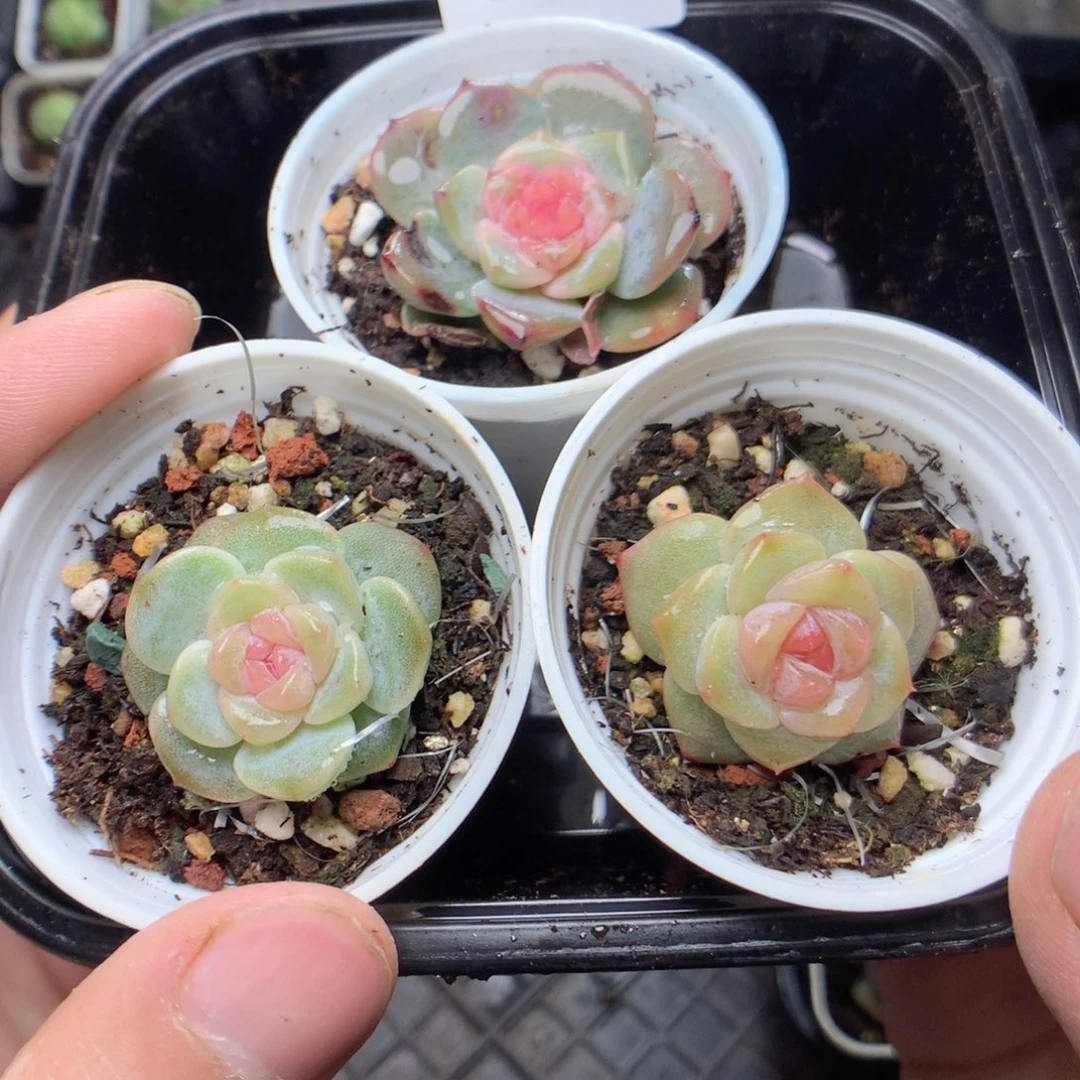 无花朵E83风花雪月yyyyy