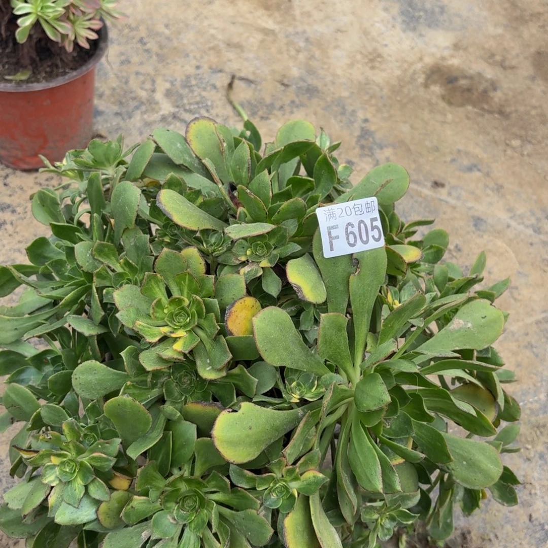 605多肉植物捧花的