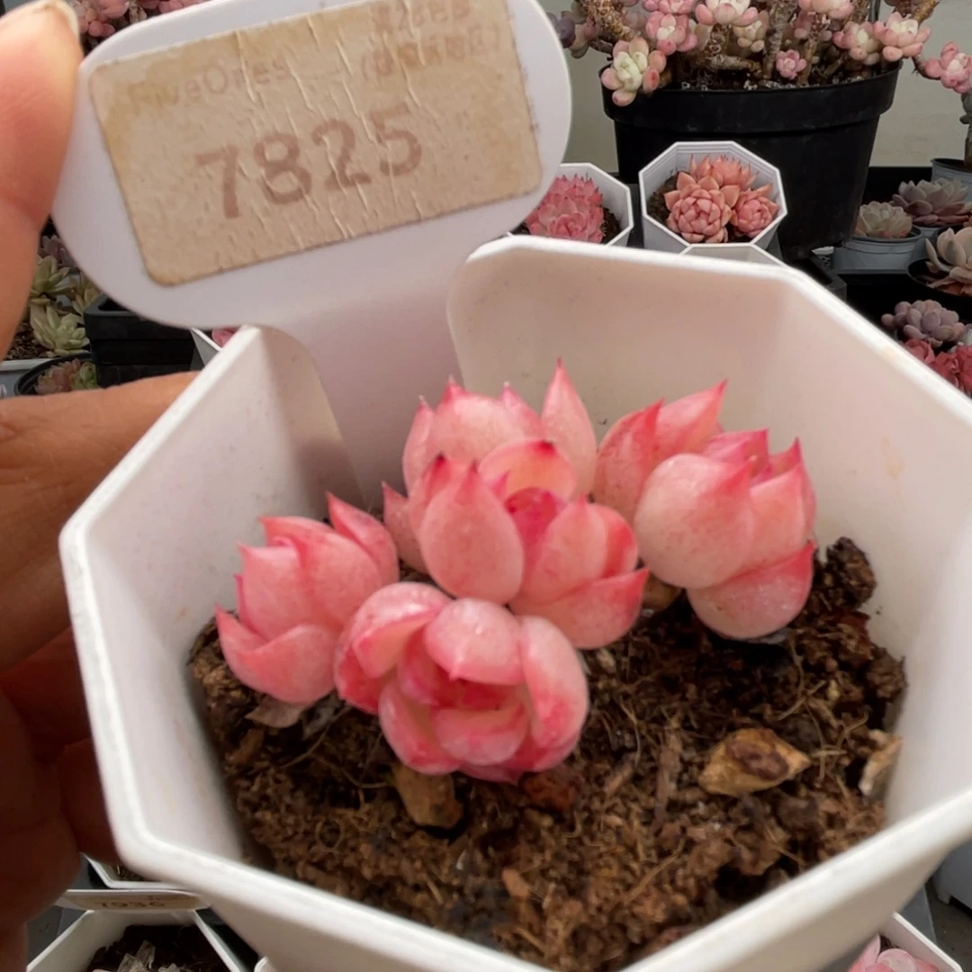 暮云7825-5.0厘米