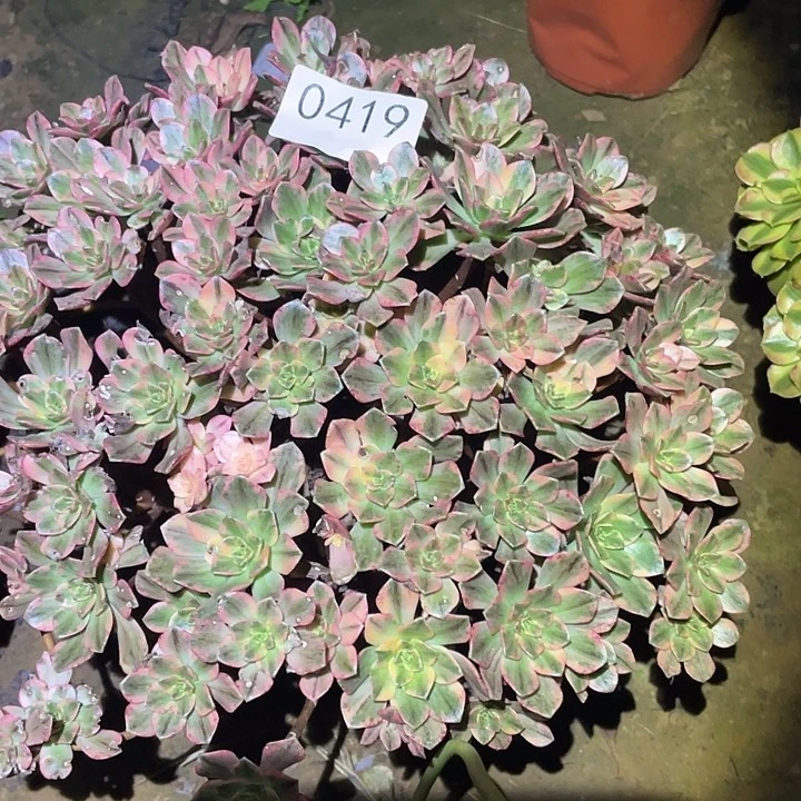 多肉植物法师不包断枝419甜茶