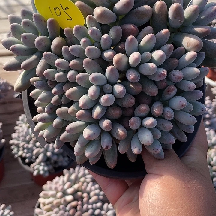 大叶汤圆多肉植物105