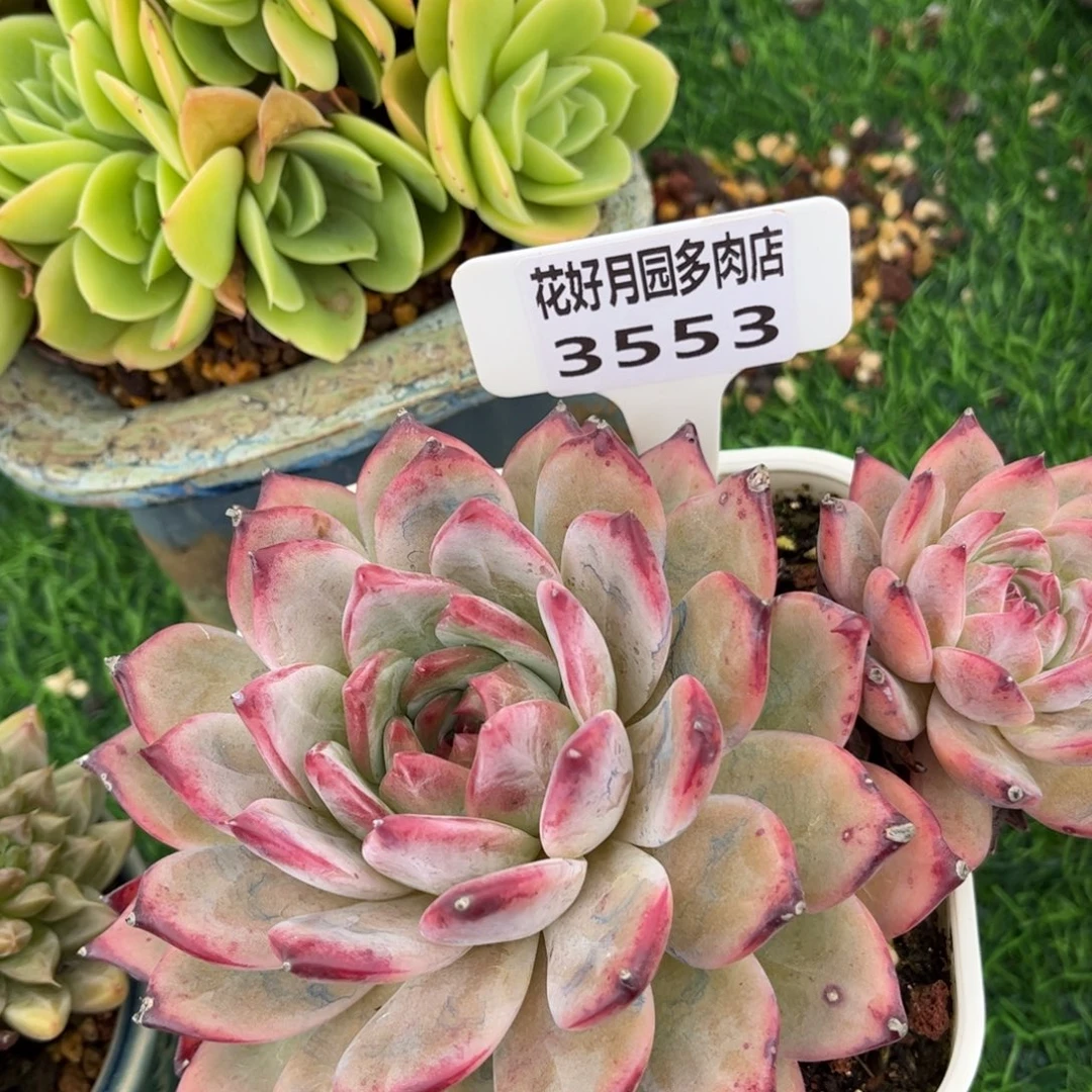 多肉植物3553 一定要拍个冷链哦