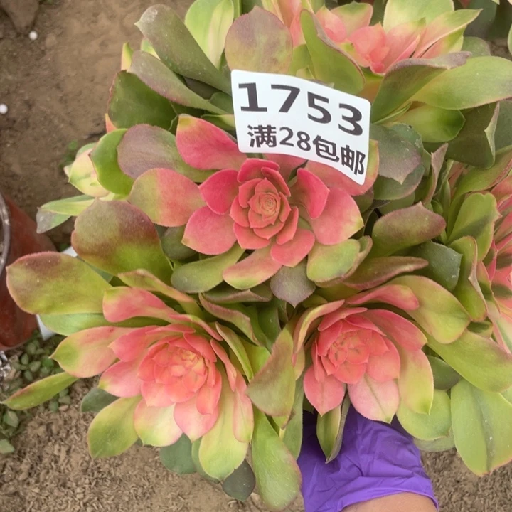 1753一号棚雅典娜C