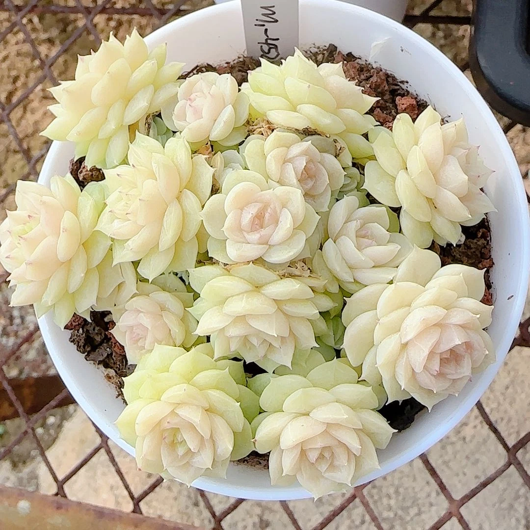 1203-124（m1-452-2）