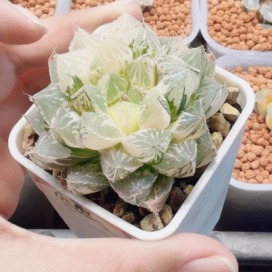 小***憨十二卷楼兰锦福利