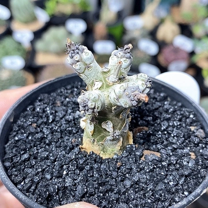 实生白象奇峰锦474号主干1.8cm