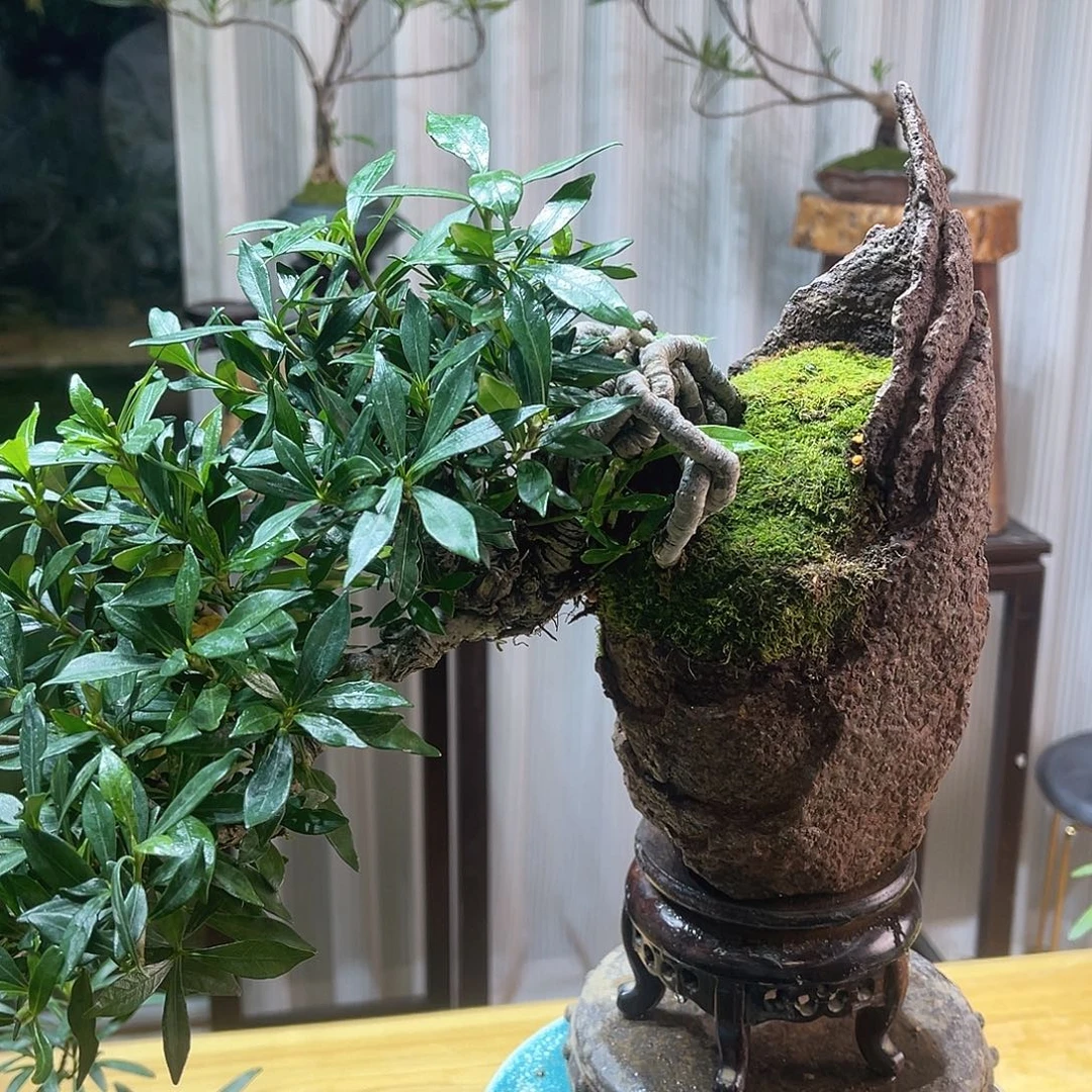 张***人无花朵254479688568888