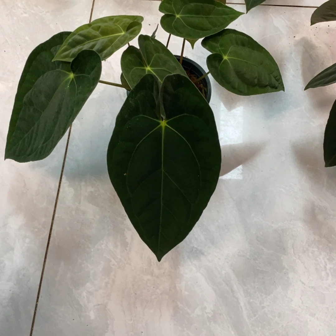 不开花植物加通湖papi